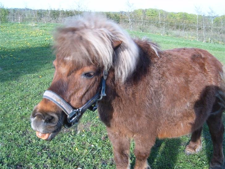 Shetlænder Tarzan <,3 SOLGT billede 4