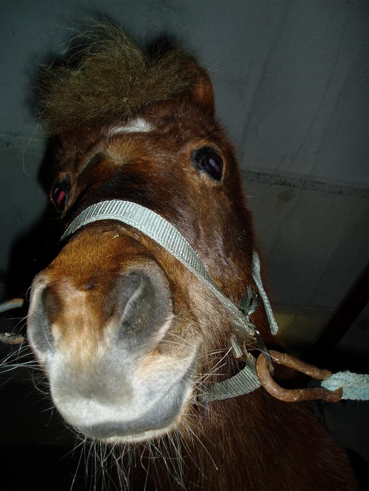 Shetlænder Tarzan <,3 SOLGT billede 5