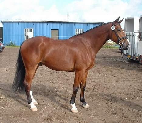 Dansk Varmblod leopold billede 1