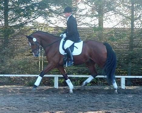 Dansk Varmblod leopold billede 2