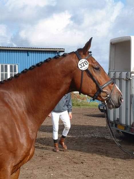 Dansk Varmblod leopold billede 3