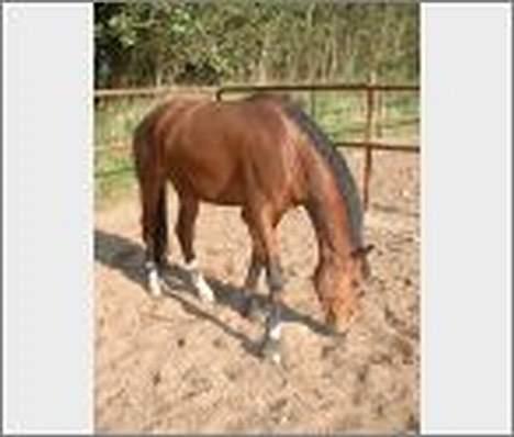 Dansk Varmblod leopold billede 4