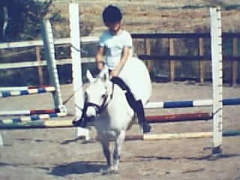Connemara Jolly Jumper *SOLGT* - lille klubstævne på rideklubben (den gamle) billede 10