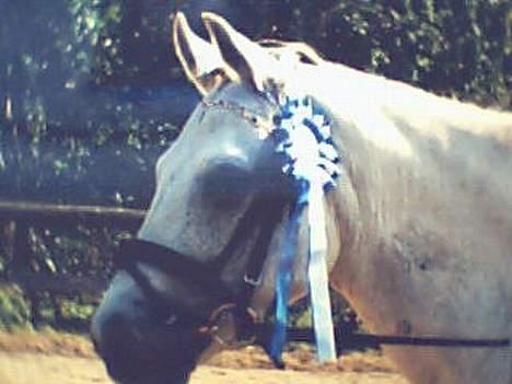 Connemara Jolly Jumper *SOLGT* - nr 2 i LC trav.. idag rider jeg LB1 billede 11