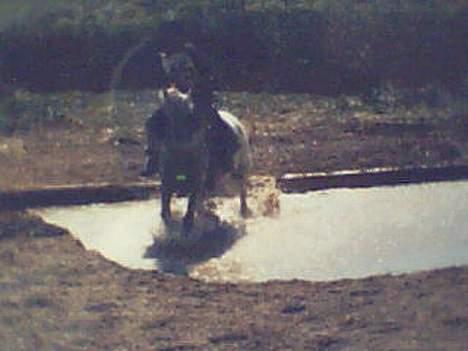 Connemara Jolly Jumper *SOLGT* - Military på søborgård billede 13