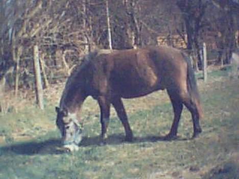 Connemara Jolly Jumper *SOLGT* - Jolly som 3 årig billede 14