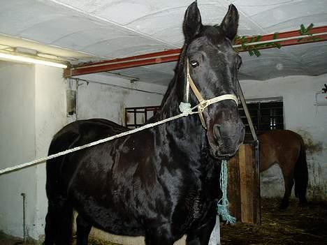 Oldenborg Donna <,3 billede 2