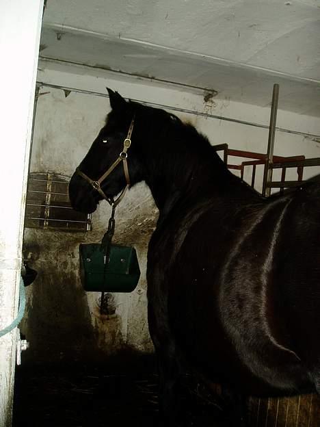 Oldenborg Donna <,3 billede 3