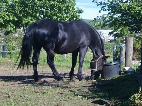 Oldenborg Donna <,3 billede 5