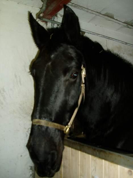 Oldenborg Donna <,3 billede 6