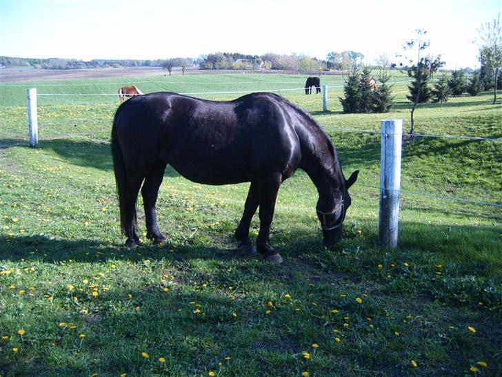 Oldenborg Donna <,3 billede 7