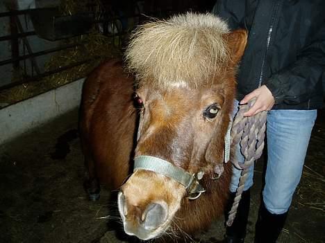 Shetlænder Tarzan <,3 SOLGT billede 6