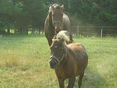 Shetlænder Tarzan <,3 SOLGT - Hold så op Fillipa .! billede 7