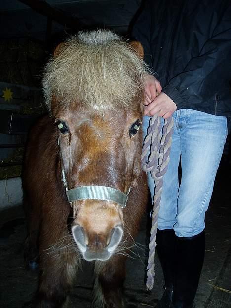 Shetlænder Tarzan <,3 SOLGT billede 8