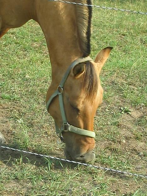 Anden særlig race Bella<,3 - Se liii Bella´s mule , Hih ;D  ,,, billede 8