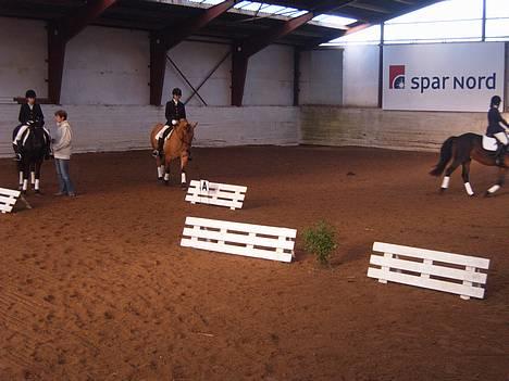 Anden særlig race Bella<,3 - Opvarmning til lc1 i HORK billede 11