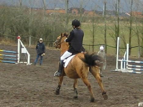 Anden særlig race Bella<,3 - Dejlig vild pony jeg har (: (: .. Stævne i Nibe ..  billede 12