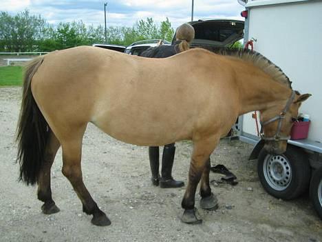 Anden særlig race Bella<,3 - Bella Della er v at blive sadlet op .!  (: (:  ,, billede 13