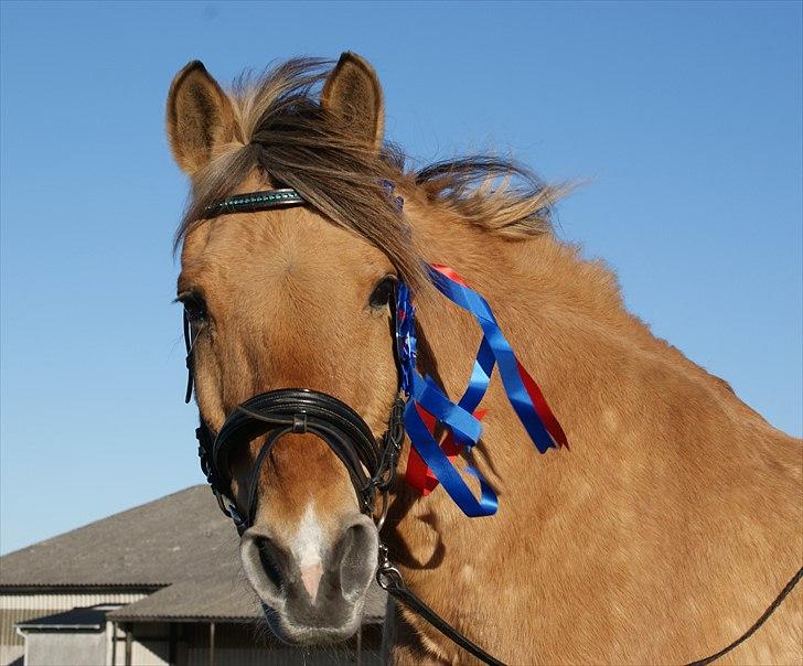 Anden særlig race Ivan RIP - Hej og velkommen til min profil! [Fotograf: mig] billede 1