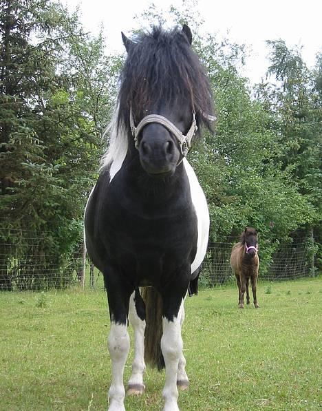 Shetlænder | Kærholms Indian  - her er jeg på fold, " Har du snart  taget det billede? " c",) billede 3