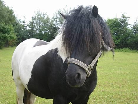 Shetlænder | Kærholms Indian  - Mig en dejlig sommer dag c",) billede 4
