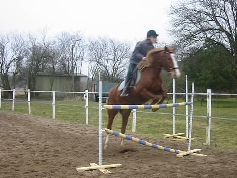 Anden særlig race | Fie † 2005 †  «3  - Fie & mig en efterårsdag vi sprang ca. lidt over 120 :o) super pony var hun <3 billede 8