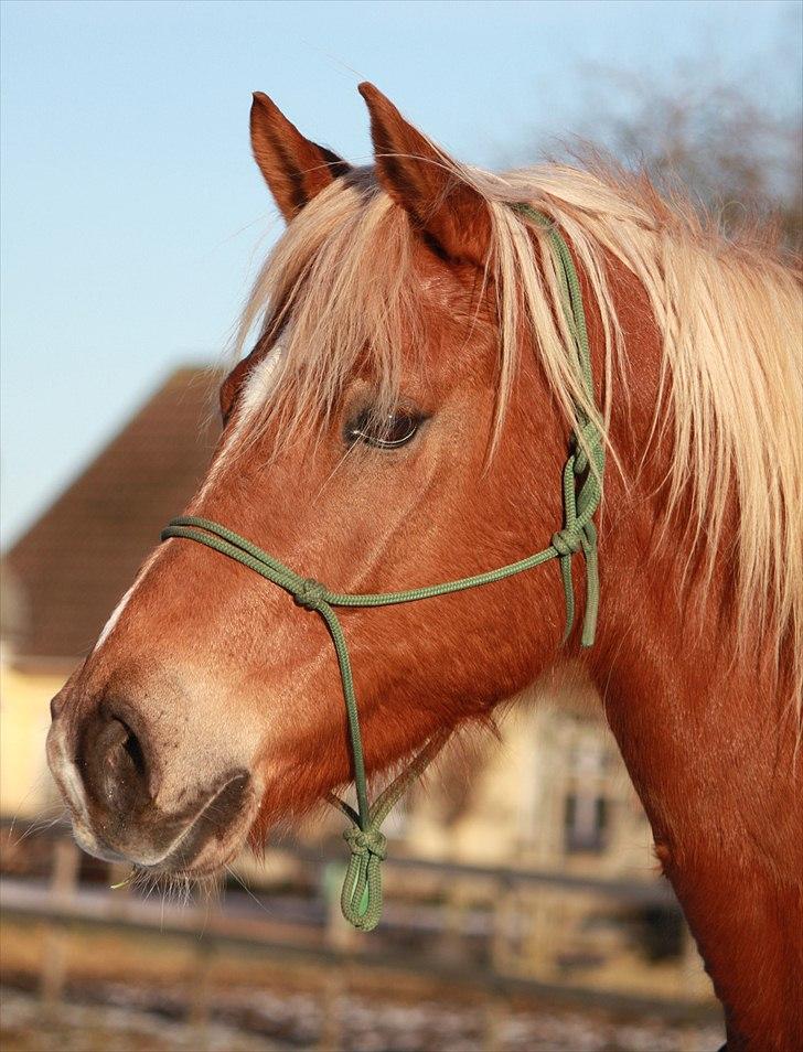 Palomino | Klepholms Krøsus  «3 - Min bedste ven vinteren 2011 billede 7