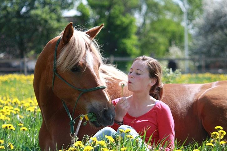 Palomino | Klepholms Krøsus  «3 - Min elskede guldklump :D billede 8