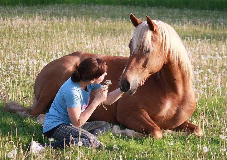 Palomino | Klepholms Krøsus  «3 - Mig & Min smukke lille hest :`)  billede 3