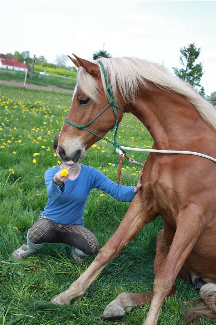 Palomino | Klepholms Krøsus  «3 - Se hvor pænt jeg kan siddde ned mor? :)  billede 10