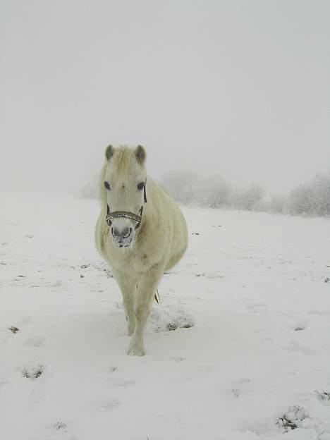 Welsh Mountain (sec A) Starlight.... DØD... - Starlight i sneen... billede 11