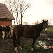 Anden særlig race Rachando R.I.P