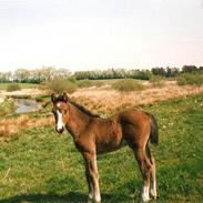 Anden særlig race Rachando R.I.P