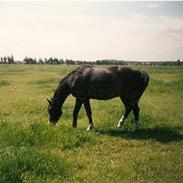 Anden særlig race Rachando R.I.P