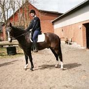 Anden særlig race Rachando R.I.P