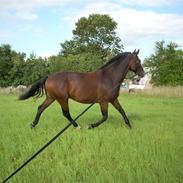 Holstener Ahlerich *Slogt* :'(