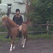 Islænder Osk Tidligere Part