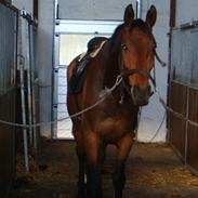 Dansk Varmblod LIVIUS (LEOPOLD)  R.I.P