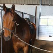 Dansk Varmblod LIVIUS (LEOPOLD)  R.I.P