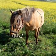 Anden særlig race Lukas SOLGT :(