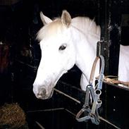 Anden særlig race Candy