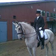 Hollandsk Varmblod Uno C