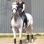 Hollandsk Varmblod Uno C