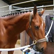 Anden særlig race Miss May