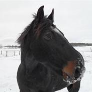 Oldenborg Soras af Hesselgård [himmelhest]