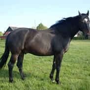 Oldenborg Soras af Hesselgård [himmelhest]