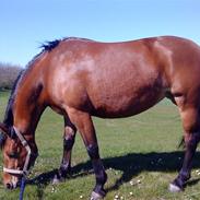 Anden særlig race karla