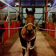 Anden særlig race karla