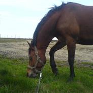 Anden særlig race karla