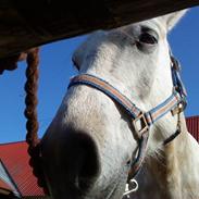 Anden særlig race bill gamel halvpart :'(